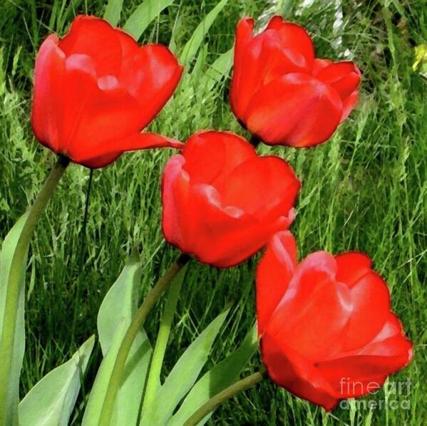 Four Red Tulips Poster featuring the photograph A Welcome Surprise by Hazel Holland
