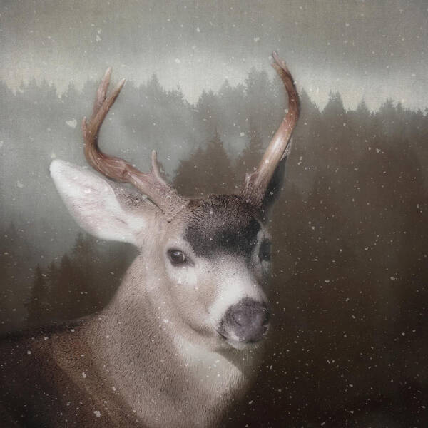 Deer Poster featuring the photograph A Winter's Night by Sally Banfill