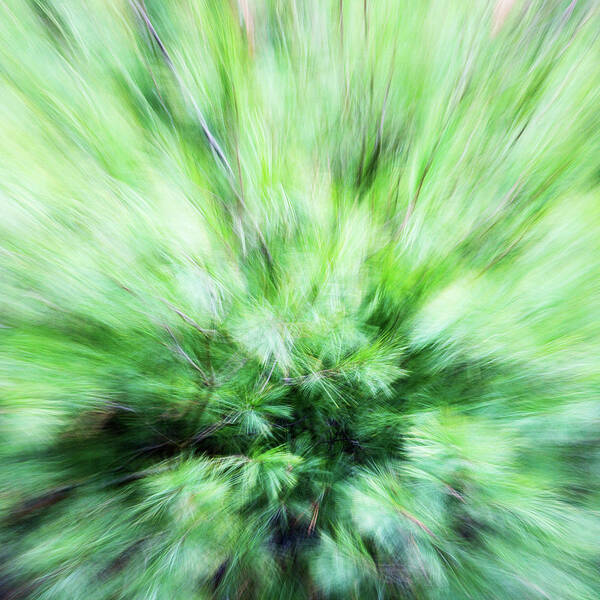 Pine Poster featuring the photograph Abstract Leaves 7 by Rebecca Cozart