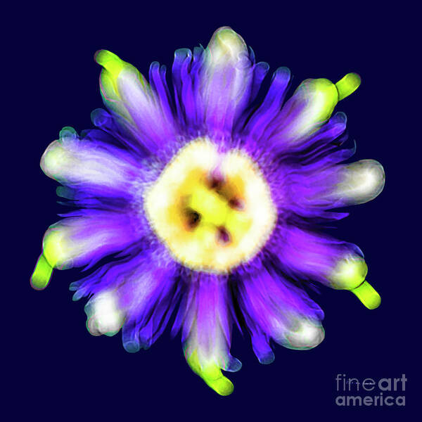 Abstract Poster featuring the photograph Abstract Passion Flower in Violet Blue and Green 002b by Ricardos Creations
