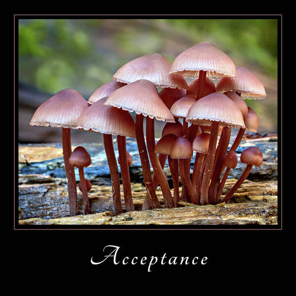 Inspiration Poster featuring the photograph Acceptance 4 by Mary Jo Allen