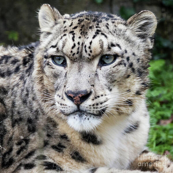 Leopard Poster featuring the photograph Adult snow leopard portrait by Jane Rix