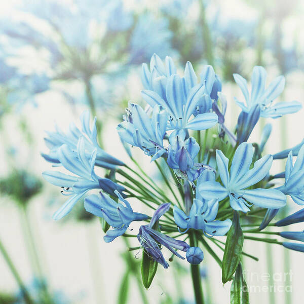 Blue Poster featuring the photograph Agapanthus 2 by Cindy Garber Iverson