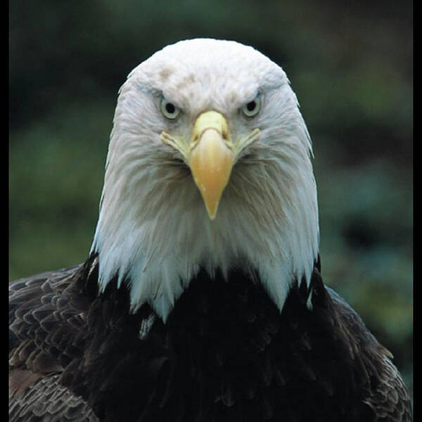 Eagle Poster featuring the photograph Alaskan Eagle by Quwatha Valentine
