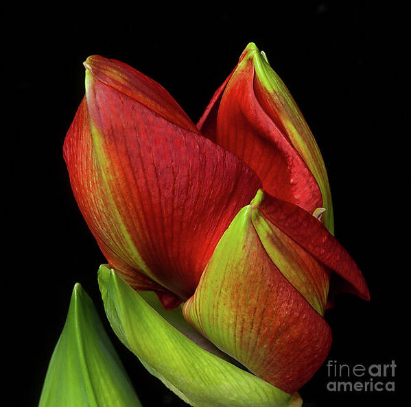 Flower Poster featuring the photograph Amaryllis 'Merry Christmas' by Ann Jacobson