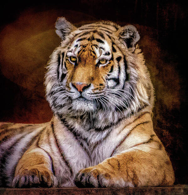Amur Tiger Poster featuring the photograph Amur Tiger by Brian Tarr