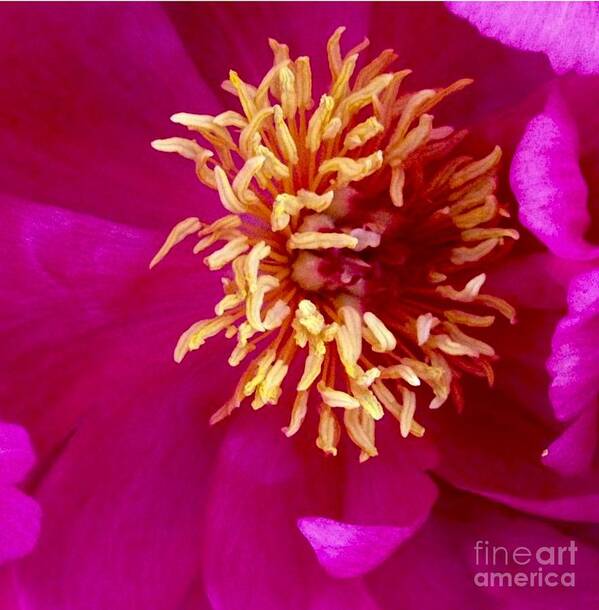 Beauty Poster featuring the photograph Anemone by Denise Railey