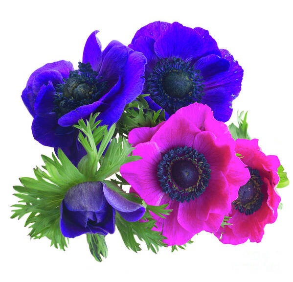 Anemone Poster featuring the photograph Anemones Posy by Anastasy Yarmolovich
