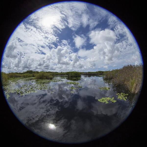 Fisheye Poster featuring the photograph Anhinga Trail 86 by Michael Fryd