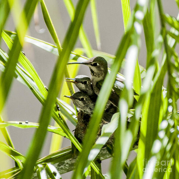 Anna�s Humming Bird Poster featuring the photograph Anna Hummer on Nest by Daniel Hebard