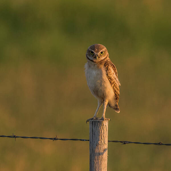 Burrowing Owl Poster featuring the photograph Are You Listening To Me by Yeates Photography