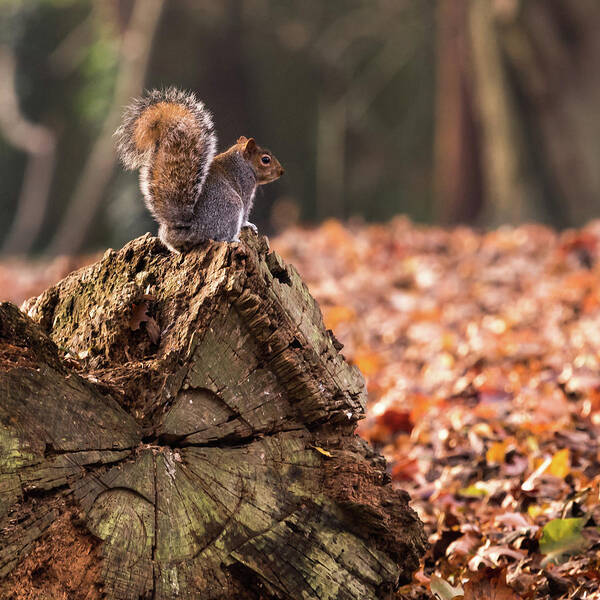Squirrel Poster featuring the photograph Autumn Squirrel 3 Square by Matt Malloy