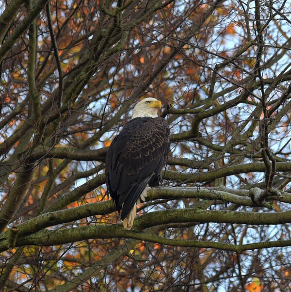 American Bald Eagle Poster featuring the photograph Bald Eagle by Gregory Blank