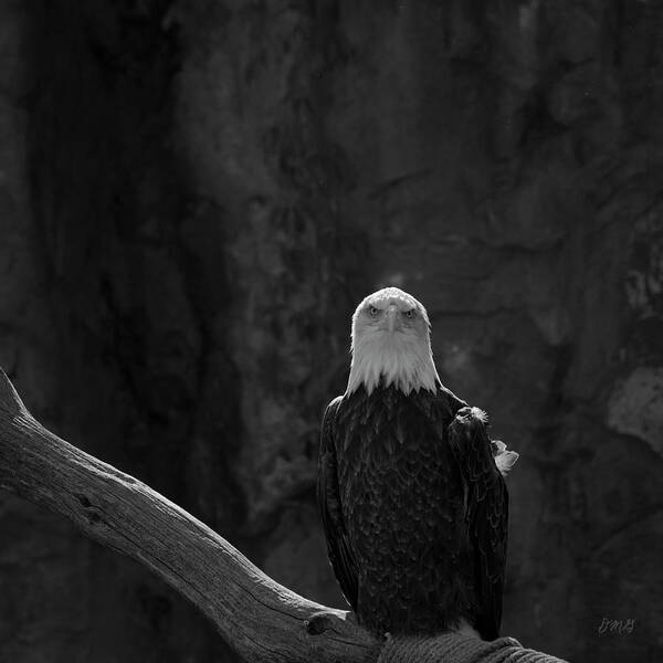 Eagle Poster featuring the photograph Bald Eagle I BW by David Gordon