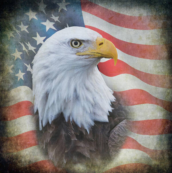 Eagle Poster featuring the photograph Bald Eagle with American Flag by Angie Vogel