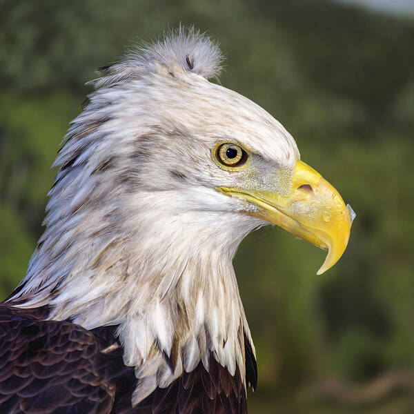 Bald Eagle Poster featuring the photograph Baldy Needs A Comb by Bill and Linda Tiepelman