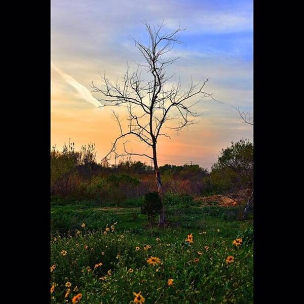 Playadelrey Poster featuring the photograph #ballonacreek #trees #silhouette #park by Timothy Guest