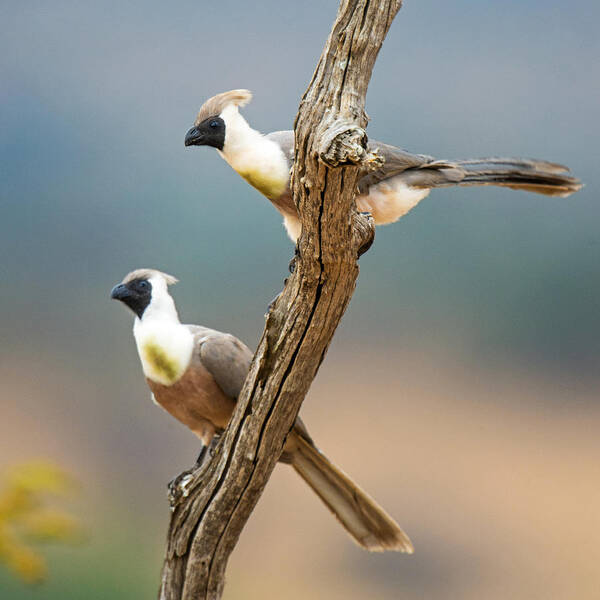 Photography Poster featuring the photograph Bare-faced Go-away-birds Corythaixoides by Panoramic Images