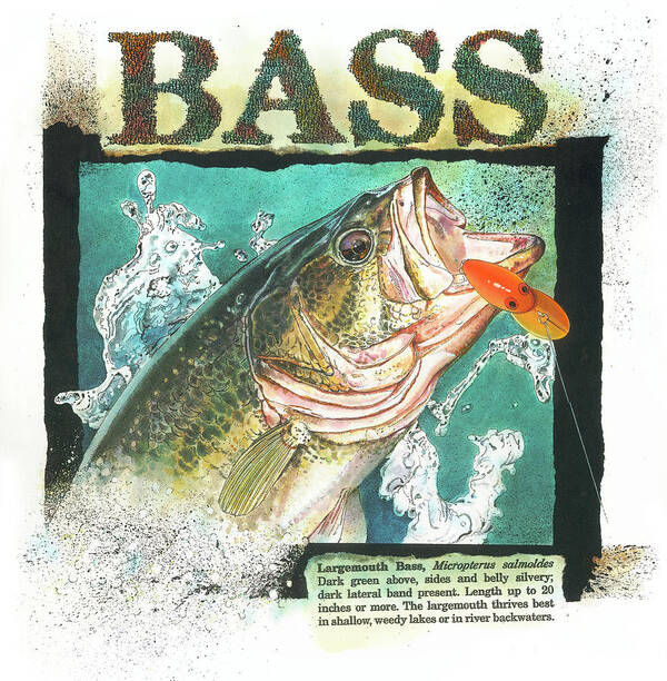 Fish Poster featuring the painting Bass by John Dyess