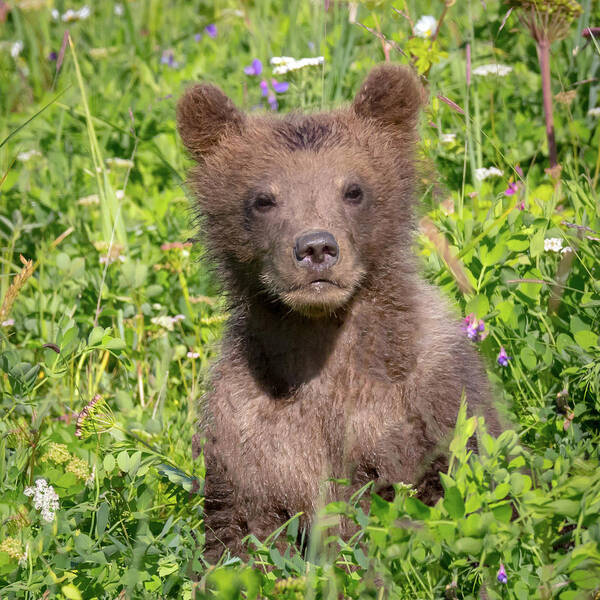Bear Poster featuring the photograph Bear Cub Cuteness by Jack Bell