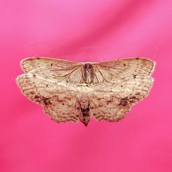Moth Poster featuring the photograph Beautiful Moth Wings Reflection by Tracie Schiebel