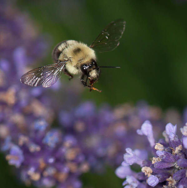 Bumblebee Poster featuring the photograph Bee approaches lavender by Len Romanick