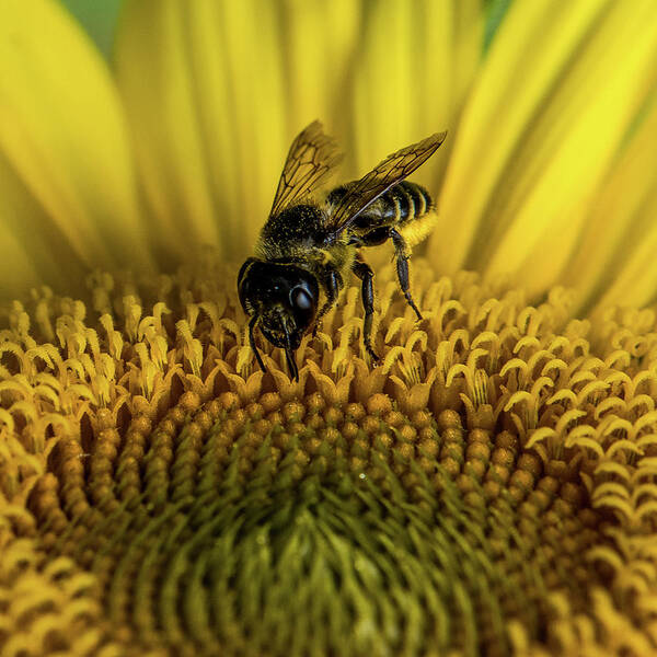 Bee Poster featuring the photograph Bee in a Sunflower by Paul Freidlund