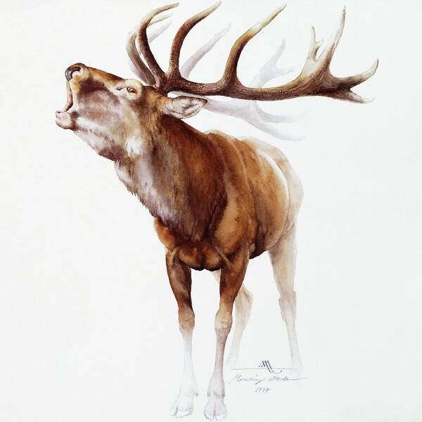  Belling Stag Poster featuring the painting Belling Stag Watercolor by Attila Meszlenyi
