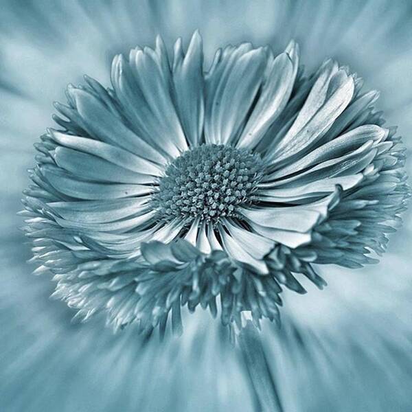Beautiful Poster featuring the photograph Bellis In Cyan 
#flower #flowers by John Edwards