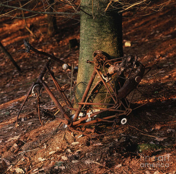 Danger Poster featuring the photograph Bicycle abandoned in a forest by Bernard Jaubert