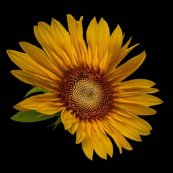 Art Poster featuring the photograph Big Sunflower by Debra and Dave Vanderlaan