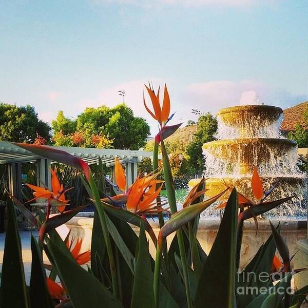 Nature Poster featuring the photograph Bird of Paradise by Bridgette Gomes