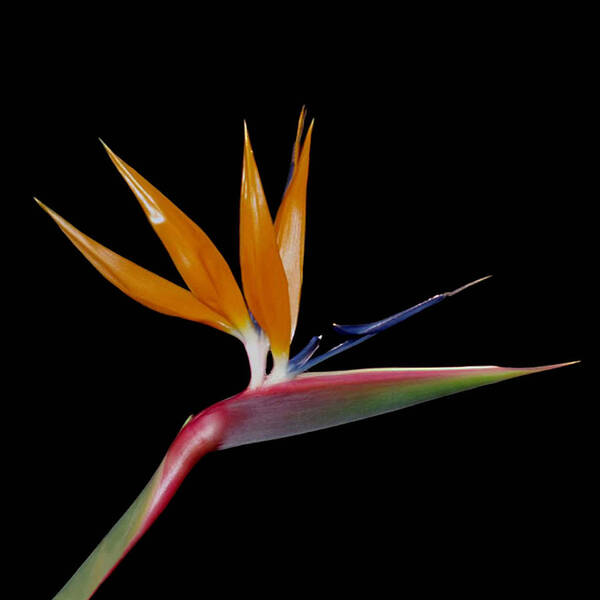 Bird Of Paradise Poster featuring the photograph Bird of Paradise by Ellen Henneke