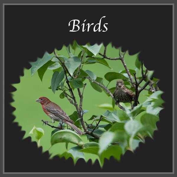 Birds Poster featuring the photograph Birds by Holden The Moment