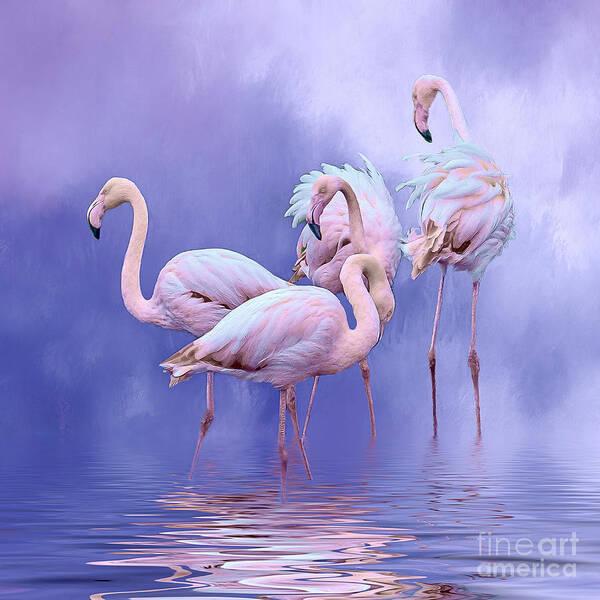 Flamingos Poster featuring the photograph Birds of a feather by Brian Tarr