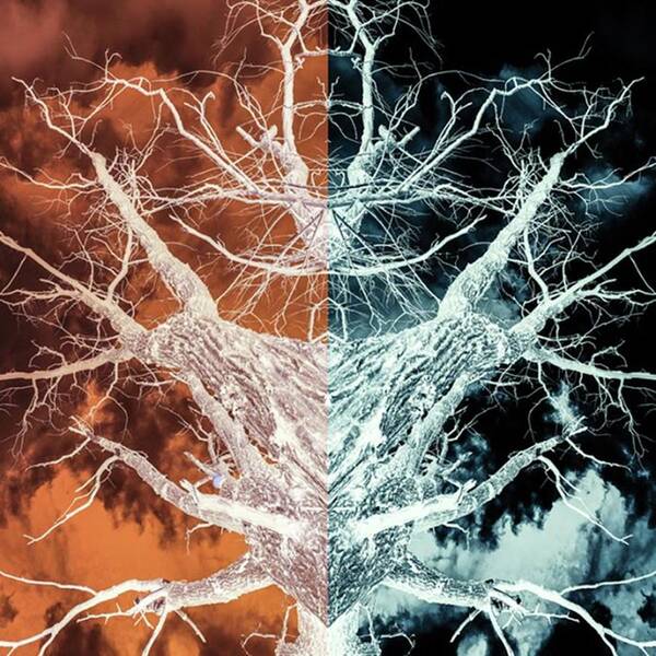 Treephotography Poster featuring the photograph Blending Tones And Colors This Abstract by John Williams