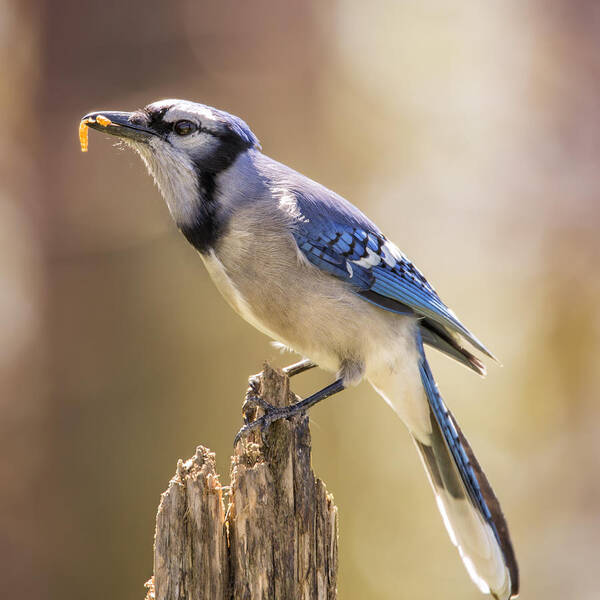 Bird Poster featuring the photograph Blue Jay Breakfast by Bill and Linda Tiepelman