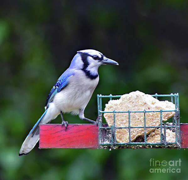 Bird Poster featuring the photograph Blue Jay - Cyanocitta Cristata by DB Hayes