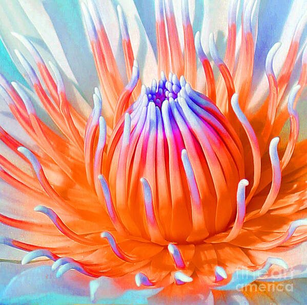Blue Orange Lily Poster featuring the photograph Blue Orange Lily by Jennifer Robin