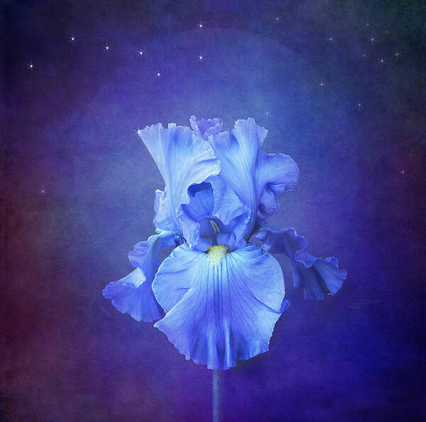 Blue Iris Flower Poster featuring the photograph Blue Symphony by Marina Kojukhova
