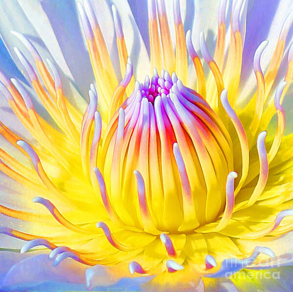  Blue Lotuses Poster featuring the photograph Blue Yellow Lily by Jennifer Robin