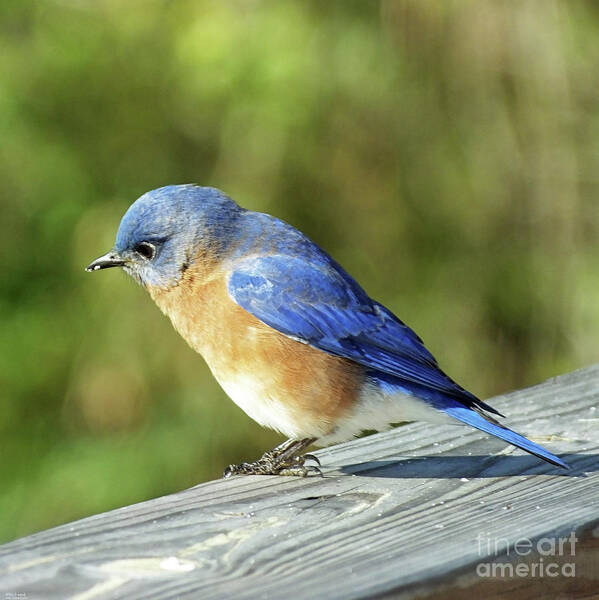 Wildlife Poster featuring the photograph Bluebird 3 by Lizi Beard-Ward