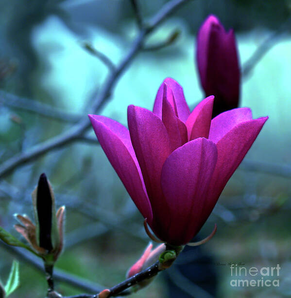 Magnolia Photography Poster featuring the photograph Bold Delicacy by Patricia Griffin Brett