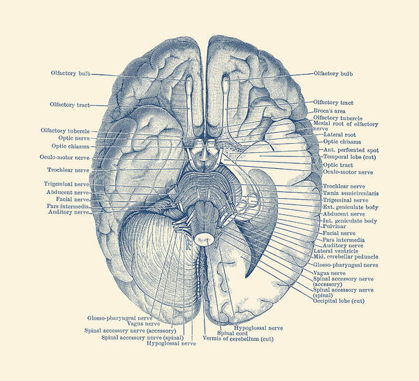 Brain Nervous System Diagram - Vintage Anatomy Poster by Vintage ...