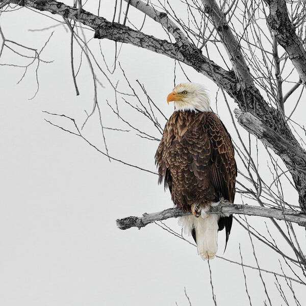 Eagle Poster featuring the photograph Branch With A View by Steve McKinzie