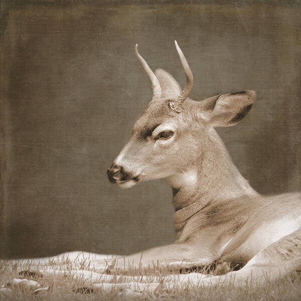 Deer Poster featuring the photograph Brave by Sally Banfill