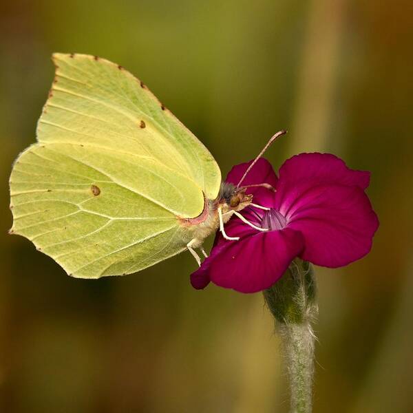 Lehtokukka Poster featuring the photograph Brimstone 1 by Jouko Lehto