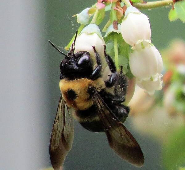 Bees Poster featuring the photograph Busy Bee on Blueberry Blossom by Linda Stern