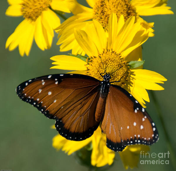 Butterfly Poster featuring the photograph Butterfly Kisses by Charles Dobbs