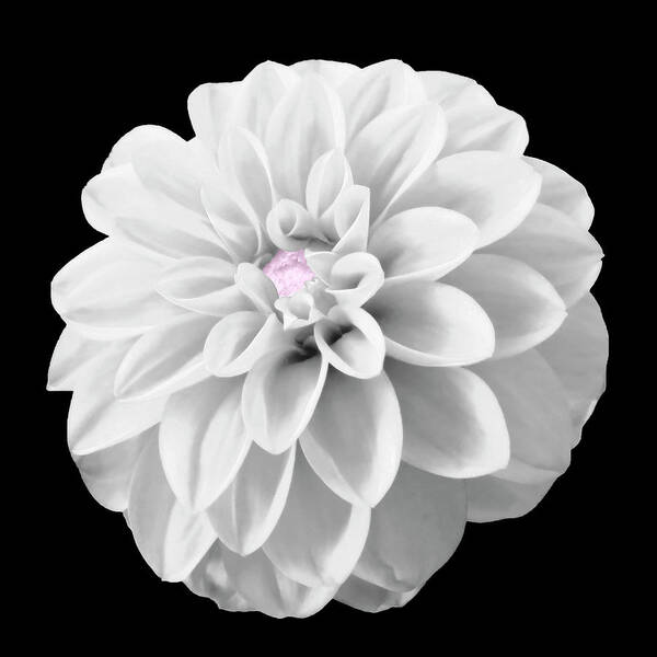Dahlia Poster featuring the photograph BW Dahlia And Touch Of Pink by Johanna Hurmerinta